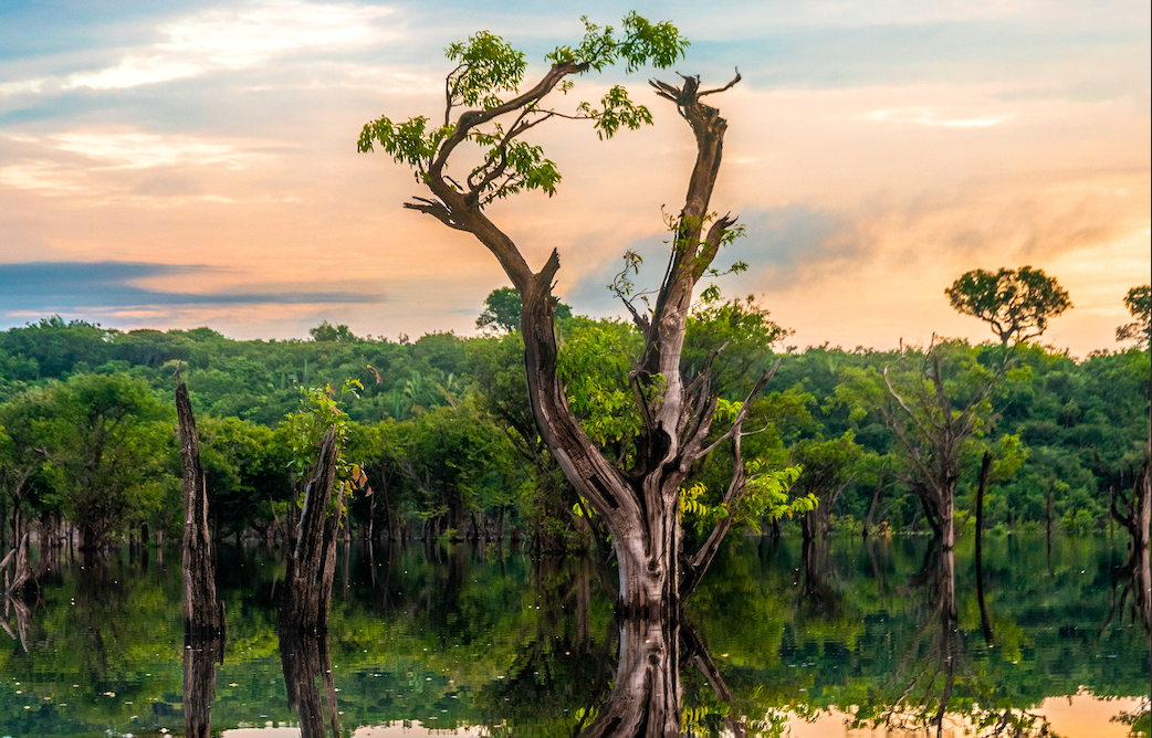 Economic benefits of saving the Rainforests